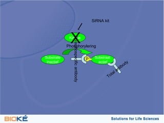SiRNA kit




              X
             Kinase




               Phosphospecific antibody
            Phosphorylering

Substrate                                 P    Substraat
 Inactief                                        actief              y
                                                                 ibod
                                                             ant
                                                        t al
                                                      To
 