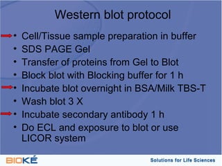 Western blot protocol
•   Cell/Tissue sample preparation in buffer
•   SDS PAGE Gel
•   Transfer of proteins from Gel to Blot
•   Block blot with Blocking buffer for 1 h
•   Incubate blot overnight in BSA/Milk TBS-T
•   Wash blot 3 X
•   Incubate secondary antibody 1 h
•   Do ECL and exposure to blot or use
    LICOR system
 