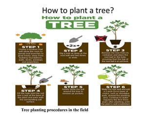 Planting A Tree Sop Example.pdf Technical Training.pptx
