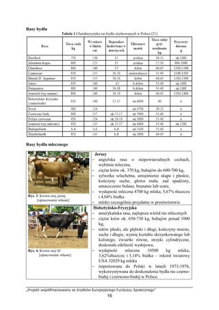 „Projekt współfinansowany ze środków Europejskiego Funduszu Społecznego”
16
Rasy bydła
Tabela 1.Charakterystyka ras bydła uŜytkowanych w Polsce [21]
Rasy bydła mlecznego
Rys. 3. Krowa rasy jersej
[opracowanie własne]
Jersey
− angielska rasa o niepowtarzalnych cechach,
wybitnie mleczna,
− cięŜar krów ok. 370 kg, buhajów do 600-700 kg,
− sylwetka szlachetna, umięśnienie skąpe i płaskie,
kończyny suche, głowa mała, zad spadzisty,
umaszczenie bułane, brunatne lub szare,
− wydajność mleczna 4700 kg mleka, 5,67% tłuszczu
i 4,04% białka
− mleko szczególnie przydatne w przetwórstwie
Rys. 4. Krowa rasy hf
[opracowanie własne]
Holsztyńsko-Fryzyjska
− amerykańska rasa, najlepsza wśród ras mlecznych
− cięŜar krów ok. 650-730 kg, buhajów ponad 1000
kg,
− tułów płaski, ale głęboki i długi, kończyny mocne,
suche i długie, wymię kształtu skrzynkowatego lub
kulistego, ćwiartki równe, strzyki cylindryczne,
doskonała zdolność wydojowa,
− wydajność mleczna 10500 kg mleka,
3,62%tłuszczu i 3,14% białka – rekord światowy
USA 32029 kg mleka
− importowana do Polski w latach 1973-1976,
wykorzystywana do doskonalenia bydła ras czarno-
białej i czerwono-białej w Polsce.
 
