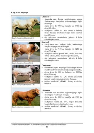 „Projekt współfinansowany ze środków Europejskiego Funduszu Społecznego”
17
Rasy bydła mięsnego
Rys. 5. Buhaj rasy Charolaise [18]
Charolaise
− francuska rasa dobrze umięśnionego, mocno
zbudowanego i wcześnie dojrzewającego bydła
mięsnego,
− cięŜar krów do 900 kg, buhajów do 1400 kg,
cieląt 40-50kg,
− wydajność rzeźna ok. 70%, mięso o średniej
ilości tłuszczu śródtkankowego, mało tłuszczu
podskórnego,
− nie wskazane unasienianie jałówek i krów
o drobnej budowie.
Rys. 6. Buhaj rasy Simental [18]
Simental
− szwajcarska rasa rosłego bydła hodowanego
w typie mięsnym lub mlecznym,
− cięŜar krów śr. 750 kg, buhajów śr. 1250 kg,
cieląt 35-45 kg,
− wydajność rzeźna ponad 60%, mięso delikatne,
dobrej jakości, lekko przerośnięte tłuszczem,
− nie wskazane unasienianie jałówek i krów
o drobnej budowie.
Rys. 7. Buhaj rasy Piemontese [18]
Piemontese
− włoska rasa bydła mięsnego o delikatnym kośćcu
i bardzo dobrym umięśnieniu (szczególnie zadu),
− cięŜar krów do 600 kg, buhajów ok. 1000kg,
cieląt 35-40 kg,
− wydajność rzeźna ok. 72%, mięso doskonałej
jakości, o optymalnej zawartości tłuszczu,
− moŜna unasieniać jałówki i krowy o drobnej
budowie.
Rys. 8. buhaj rasy Limousine [.18]
Limousine
− francuska rasa wcześnie dojrzewającego bydła
mięsnego o światowym zasięgu,
− cięŜar krów do. 800 kg, buhajów ok. 1300 kg,
cieląt 36-39 kg,
− wydajność rzeźna ok. 67%, mięso delikatne,
kruche bez tłuszczu śródtkankowego,
− moŜna unasieniać jałówki i krowy o drobnej
budowie.
 
