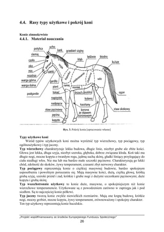 „Projekt współfinansowany ze środków Europejskiego Funduszu Społecznego”
26
4.4. Rasy typy uŜytkowe i pokrój koni
4.4.1. Materiał nauczania
Rys. 3. Pokrój konia [opracowanie własne]
Typy uŜytkowe koni
Wśród typów uŜytkowych koni moŜna wyróŜnić typ wierzchowy, typ pociągowy, typ
ogólnouŜytkowy i typ juczny.
Typ wierzchowy charakteryzuje lekka budowa, długie linie, niezbyt grube ale zbite kości.
Głowa jest lekka, długa szyja, niezbyt szeroka, głęboka, dobrze związana kłoda. Koń taki ma
długie nogi, mocne kopyta o twardym rogu, jędrną suchą skórę, gładki lśniący przylegający do
ciała niedługi włos. Nie ma lub ma bardzo małe szczotki pęcinowe. Charakteryzują go lekki
chód, zdolność do skoków, Ŝywy temperament, czasami zbyt nerwowy charakter.
Typ pociągowy reprezentują konie o cięŜkiej masywnej budowie, bardzo spokojnym
usposobieniu i powolnym poruszaniu się. Mają masywne kości, duŜą, cięŜką głowę, krótką
grubą szyję, szeroki przód i zad, krótkie i grube nogi z duŜymi szczotkami pęcinowymi, duŜe
kopyta i grubą skórę.
Typ wszechstronnie uŜytkowy to konie duŜe, masywne, o spokojniejszym niŜ konie
wierzchowe temperamencie. UŜytkowane są z powodzeniem zarówno w zaprzęgu jak i pod
siodłem. Są to najczęściej konie półkrwi.
Typ juczny tworzą konie zwykle niewielkich rozmiarów. Mają one krępą budowę, krótkie
nogi, mocny grzbiet, mocne kopyta, Ŝywy temperament, zrównowaŜony i spokojny charakter.
Ten typ uŜytkowy reprezentują konie huculskie.
Konie zimnokrwiste
 