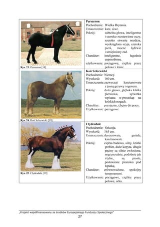 „Projekt współfinansowany ze środków Europejskiego Funduszu Społecznego”
27
Rys. 23. Perszeron [19]
Perszeron
Pochodzenie: Wielka Brytania.
Umaszczenie: kare, siwe.
Pokrój: subtelna głowa, inteligentne
i szeroko rozstawione oczy,
szeroko otwarte nozdrza,
wyokrąglona szyja, szeroka
pierś, mocne lędźwie
i umięśniony zad.
Charakter: inteligentne, łagodnie
usposobione.
uŜytkowanie: pociągowe, cięŜkie prace
polowe i leśne.
Rys. 24. Koń Szlezwicki [19]
Koń Szlezwicki
Pochodzenie: Niemcy.
Wysokość: 160 cm.
Umaszczenie:zazwyczaj kasztanowate
z jasną grzywą i ogonem.
Pokrój: duŜa głowa, głęboka klatka
piersiowa, sylwetka
wpisana w prostokąt na
krótkich nogach.
Charakter: przyjazny, chętny do pracy.
UŜytkowanie: pociągowe.
Rys. 25. Clydesdale [19]
Clydesdale
Pochodzenie: Szkocja.
Wysokość: 165 cm.
Umaszczenie:dereszowate, gniade,
kasztanowate.
Pokrój: cięŜka budowa, silny, krótki
grzbiet, duŜe kopyta, długie
pęciny są silnie owłosione,
nogi przednie, podobnie jak
i tylne, są proste,
postawione pionowo pod
łopatką.
Charakter: zrównowaŜone, spokojny
temperament.
UŜytkowanie: pociągowe, cięŜkie prace
polowe, orka.
 
