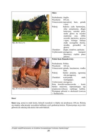 „Projekt współfinansowany ze środków Europejskiego Funduszu Społecznego”
28
Rys. 26. Shire [19]
Shire
Pochodzenie: Anglia.
Wysokość: 185 cm.
Umaszczenie:najczęściej kare, gniade
i siwe
Pokrój: budowa ciała harmonijna,
silne umięśnienie, długie
kończyny, szeroka pierś,
sucha głowa na wysoko
osadzonej szyi, obfite
szczotki pęcinowe, grzywa
i ogon, roŜnego rodzaju
znaki szczególne (łysiny,
strzałki, gwiazdki) na
głowie.
Charakter: uległe, cierpliwe, spokojne.
UŜytkowanie: pociągowe, transport
(browary), cięŜkie prace
polowe.
Rys. 27. Polski Koń Zimnokrwisty [19]
Polski Koń Zimnokrwisty
Pochodzenie: Polska.
Wysokość: 165 cm.
Umaszczenie: gniade, kasztanowe, rzadko
kare.
Pokrój: bardzo potęŜne, ogromnej
sile pociągowej.
Charakter: wytrzymałe, mało
wymagające.
UŜytkowanie: pociągowe.
Rasa łowicko-sochaczewska – konie
bardzo masywne, reprezentujące typ
pospieszno-roboczy cięŜkiego kalibru.
Występuje głównie w okolicach Łowicza
i Sochaczewa.
Kuce
Kuce (ang. pony) to małe konie, których wysokość w kłębie nie przekracza 148 cm. RóŜnią
się między sobą przede wszystkim kalibrem czyli grubością kośćca. Wykorzystuje się je dziś
głównie do rekreacji dla dzieci lub osób lekkich.
 