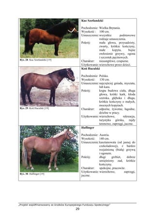 „Projekt współfinansowany ze środków Europejskiego Funduszu Społecznego”
29
Rys. 28. Kuc Szetlandzki [19]
Kuc Szetlandzki
Pochodzenie: Wielka Brytania.
Wysokość : 100 cm.
Umaszczenie:wszystkie podstawowe
rodzaje umaszczenia.
Pokrój: mała głowa, przysadzisty,
zwarty, krótkie kończyny,
małe kopyta, bujne
owłosienie grzywy, ogona
i szczotek pęcinowych.
Charakter: nieustępliwe, czupurne.
UŜytkowanie:wierzchowe przez dzieci.
Rys. 29. Koń Huculski [19]
Koń Huculski
Pochodzenie: Polska.
Wysokość: 130 cm.
Umaszczenie:najczęściej gniada, myszata,
lub kara.
Pokrój: krępa budowa ciała, długa
głowa, krótki kark, kłoda
szeroka, głęboka i długa,
krótkie kończyny o małych,
mocnych kopytach.
Charakter: odporne, Ŝywotne, łagodne,
dzielne w pracy.
UŜytkowanie:wierzchowe, rekreacja,
turystyka górska, rajdy
terenowe, zaprzęgi, juczne.
Rys. 30. Haflinger [19]
Haflinger
Pochodzenie: Austria.
Wysokość: 140 cm.
Umaszczenie:kasztanowata (od jasnej do
czekoladowej), z bardzo
rozjaśnioną (białą) grzywą
i ogonem.
Pokrój: długi grzbiet, dobrze
umięśniony zad, krótkie
kończyny.
Charakter: spokojne, pracowite.
UŜytkowanie: wierzchowe, zaprzęgi,
juczne.
 