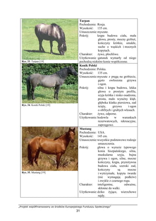 „Projekt współfinansowany ze środków Europejskiego Funduszu Społecznego”
31
Rys. 33. Tarpan [19]
Tarpan
Pochodzenie: Rosja.
Wysokość: 135 cm.
Umaszczenie:myszate.
Pokrój: krępa budowa ciała, mała
głowa, prosty, mocny grzbiet,
kończyny krótkie, smukłe,
suche o wąskich i mocnych
kopytach.
Charakter: Ŝywe, płochliwe.
UŜytkowanie :gatunek wymarły od niego
pochodzą niektóre konie współczesne.
Rys. 34. Konik Polski [19]
Konik Polski
Pochodzenie: Polska.
Wysokość: 135 cm.
Umaszczenie:myszate z pręgą na grzbiecie,
gęsto owłosiona grzywa
i ogon.
Pokrój: silna i krępa budowa, lekka
głowa o prostym profilu,
szyja krótka i nisko osadzona,
prosta, mało wyraźny kłąb,
głęboka klatka piersiowa, zad
ścięty, grzywa i ogon
o obfitych i grubych włosach.
Charakter: Ŝywe, odporne.
UŜytkowanie:hodowla w warunkach
rezerwatowych, rekreacyjne,
zaprzęgowe.
Rys. 35. Mustang [19]
Mustang
Pochodzenie: USA.
Wysokość: 145 cm.
Umaszczenie:wszystkie podstawowe rodzaje
umaszczenia.
Pokrój: głowa o wyrazie typowego
konia hiszpańskiego, silna,
muskularna szyja, bujna
grzywa i ogon, silne, mocne
kończyny, krępa, prymitywna
budowa ciała, szeroki zad,
kończyny są mocne
i wytrzymałe, kopyta twarde
(nie wymagają podków)
i zwykle z czarnego rogu.
Charakter: inteligentne, odwaŜne,
skłonne do walki.
UŜytkowanie:dziko Ŝyjące, wierzchowe
rajdy.
 