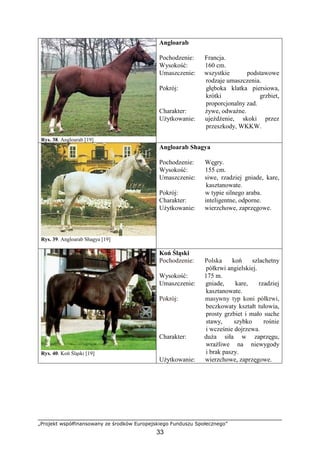 „Projekt współfinansowany ze środków Europejskiego Funduszu Społecznego”
33
Rys. 38. Angloarab [19]
Angloarab
Pochodzenie: Francja.
Wysokość: 160 cm.
Umaszczenie: wszystkie podstawowe
rodzaje umaszczenia.
Pokrój: głęboka klatka piersiowa,
krótki grzbiet,
proporcjonalny zad.
Charakter: Ŝywe, odwaŜne.
UŜytkowanie: ujeŜdŜenie, skoki przez
przeszkody, WKKW.
Rys. 39. Angloarab Shagya [19]
Angloarab Shagya
Pochodzenie: Węgry.
Wysokość: 155 cm.
Umaszczenie: siwe, rzadziej gniade, kare,
kasztanowate.
Pokrój: w typie silnego araba.
Charakter: inteligentne, odporne.
UŜytkowanie: wierzchowe, zaprzęgowe.
Rys. 40. Koń Śląski [19]
Koń Śląski
Pochodzenie: Polska koń szlachetny
półkrwi angielskiej.
Wysokość: 175 m.
Umaszczenie: gniade, kare, rzadziej
kasztanowate.
Pokrój: masywny typ koni półkrwi,
beczkowaty kształt tułowia,
prosty grzbiet i mało suche
stawy, szybko rośnie
i wcześnie dojrzewa.
Charakter: duŜa siła w zaprzęgu,
wraŜliwe na niewygody
i brak paszy.
UŜytkowanie: wierzchowe, zaprzęgowe.
 