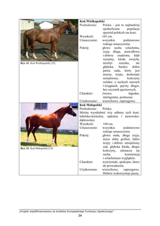 „Projekt współfinansowany ze środków Europejskiego Funduszu Społecznego”
34
Rys. 41. Koń Wielkopolski [19]
Koń Wielkopolski
Pochodzenie: Polska - jest to najbardziej
ujednolicona populacja
spośród polskich ras koni.
Wysokość: 165 cm.
Umaszczenie: wszystkie podstawowe
rodzaje umaszczenia.
Pokrój: głowa sucha szlachetna,
szyja długa, prawidłowa
i dobrze osadzona, kłąb
wyraźny, kłoda zwięzła,
niezbyt szeroka, ale
głęboka, bardzo dobra
partia zadu, który jest
mocny, ścięty, doskonale
umięśniony, kończyny
solidne, o suchych stawach
i ścięgnach, pęciny długie,
bez szczotek pęcinowych.
Charakter: Ŝwawe, łagodne,
inteligentne, posłuszne.
UŜytkowanie: wierzchowe, zaprzęgowe.
Rys. 42. Koń Małopolski [19]
Koń Małopolski
Pochodzenie: Polska.
MoŜna wyodrębnić trzy odłamy tych koni:
lubelsko-kieleckie, sądeckie i tarnowsko-
dąbrowskie.
Wysokość: 160 cm.
Umaszczenie: wszystkie podstawowe
rodzaje umaszczenia
Pokrój: głowa mała, długa szyja,
nieco słaby grzbiet, lekko
ścięty i dobrze umięśniony
zad, głęboka kłoda, długie
kończyny, odznacza się
suchą konstytucją
i szlachetnym wyglądem.
Charakter: wytrzymałe, spokojne, łatwe
do prowadzenia.
UŜytkowanie: wierzchowe, zaprzęgowe.
Dobrze wykorzystuje paszę.
 