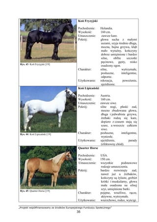 „Projekt współfinansowany ze środków Europejskiego Funduszu Społecznego”
35
Rys. 43. Koń Fryzyjski [19]
Koń Fryzyjski
Pochodzenie: Holandia.
Wysokość: 160 cm.
Umaszczenie: zawsze kare.
Pokrój: głowa sucha z małymi
uszami, szyja średnio długa,
mocna, bujna grzywa, kłąb
mało wyraźny, kończyny
dobrze umięśnione i bardzo
silne, obfite szczotki
pęcinowe, gęsty, nisko
osadzony ogon.
Charakter: silne, wytrzymałe,
posłuszne, inteligentne,
odporne.
UŜytkowanie: rekreacja, powoŜenie,
ujeŜdŜenie.
Rys. 44. Koń Lipicański [19]
Koń Lipicański
Pochodzenie: Austria.
Wysokość: 160 cm.
Umaszczenie: zawsze siwe.
Pokrój: silne nogi, płaski zad,
mocno zbudowana głowa,
długa i jedwabista grzywa,
źrebaki rodzą się kare,
dopiero z czasem stają się
szare, a wreszcie całkiem
siwe.
Charakter: posłuszne, inteligentne,
wyniosłe.
UŜytkowanie: ujeŜdŜenie, parady
(efektowny chód).
Rys. 45. Quarter Horse [19]
Quarter Horse
Pochodzenie: USA.
Wysokość: 150 cm.
Umaszczenie: wszystkie podstawowe
rodzaje umaszczenia.
Pokrój: bardzo rozwinięty zad,
nawet juŜ u źrebaków,
kończyny są Ŝylaste, grzbiet
krótki i muskularny, głowa
mała osadzona na silnej
szyi, umięśnione barki.
Charakter: pojętne, wraŜliwe, rącze,
aktywne, wytrzymałe.
UŜytkowanie: wierzchowe, rodeo, wyścigi.
 