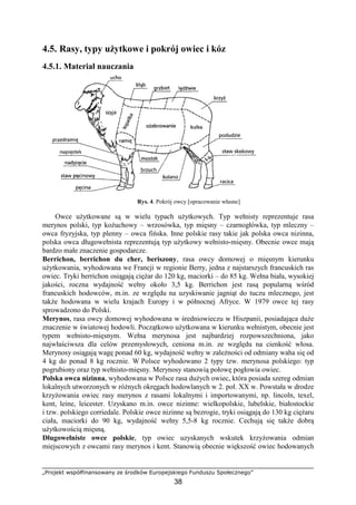 „Projekt współfinansowany ze środków Europejskiego Funduszu Społecznego”
38
4.5. Rasy, typy uŜytkowe i pokrój owiec i kóz
4.5.1. Materiał nauczania
Rys. 4. Pokrój owcy [opracowanie własne]
Owce uŜytkowane są w wielu typach uŜytkowych. Typ wełnisty reprezentuje rasa
merynos polski, typ koŜuchowy – wrzosówka, typ mięsny – czarnogłówka, typ mleczny –
owca fryzyjska, typ plenny – owca fińska. Inne polskie rasy takie jak polska owca nizinna,
polska owca długowełnista reprezentują typ uŜytkowy wełnisto-mięsny. Obecnie owce mają
bardzo małe znaczenie gospodarcze.
Berrichon, berrichon du cher, beriszony, rasa owcy domowej o mięsnym kierunku
uŜytkowania, wyhodowana we Francji w regionie Berry, jedna z najstarszych francuskich ras
owiec. Tryki berrichon osiągają cięŜar do 120 kg, maciorki – do 85 kg. Wełna biała, wysokiej
jakości, roczna wydajność wełny około 3,5 kg. Berrichon jest rasą popularną wśród
francuskich hodowców, m.in. ze względu na uzyskiwanie jagniąt do tuczu mlecznego, jest
takŜe hodowana w wielu krajach Europy i w północnej Afryce. W 1979 owce tej rasy
sprowadzono do Polski.
Merynos, rasa owcy domowej wyhodowana w średniowieczu w Hiszpanii, posiadająca duŜe
znaczenie w światowej hodowli. Początkowo uŜytkowana w kierunku wełnistym, obecnie jest
typem wełnisto-mięsnym. Wełna merynosa jest najbardziej rozpowszechniona, jako
najwłaściwsza dla celów przemysłowych, ceniona m.in. ze względu na cienkość włosa.
Merynosy osiągają wagę ponad 60 kg, wydajność wełny w zaleŜności od odmiany waha się od
4 kg do ponad 8 kg rocznie. W Polsce wyhodowano 2 typy tzw. merynosa polskiego: typ
pogrubiony oraz typ wełnisto-mięsny. Merynosy stanowią połowę pogłowia owiec.
Polska owca nizinna, wyhodowana w Polsce rasa duŜych owiec, która posiada szereg odmian
lokalnych utworzonych w róŜnych okręgach hodowlanych w 2. poł. XX w. Powstała w drodze
krzyŜowania owiec rasy merynos z rasami lokalnymi i importowanymi, np. lincoln, texel,
kent, leine, leicester. Uzyskano m.in. owce nizinne: wielkopolskie, lubelskie, białostockie
i tzw. polskiego corriedale. Polskie owce nizinne są bezrogie, tryki osiągają do 130 kg cięŜaru
ciała, maciorki do 90 kg, wydajność wełny 5,5-8 kg rocznie. Cechują się takŜe dobrą
uŜytkowością mięsną.
Długowełniste owce polskie, typ owiec uzyskanych wskutek krzyŜowania odmian
miejscowych z owcami rasy merynos i kent. Stanowią obecnie większość owiec hodowanych
 