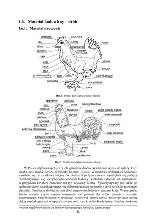 „Projekt współfinansowany ze środków Europejskiego Funduszu Społecznego”
43
4.6. Materiał hodowlany – drób
4.6.1. Materiał nauczania
Rys. 6. Pokrój kury [opracowanie własne]
Rys. 7. Pokrój koguta [opracowanie własne]
W Polsce uŜytkowanych jest wiele gatunków drobiu. Wśród nich wymienić naleŜy: kury,
kaczki, gęsi, indyki, perlice, przepiórki, baŜanty i strusie. W produkcji drobiarskiej najczęściej
wyróŜnia się typ uŜytkowy mięsny. W obrębie tego typu czasami wyodrębnia się podtypy
charakteryzujące się specyficznymi cechami budowy, kształtem sylwetki lub rozmiarami.
W przypadku kur duŜe znaczenie ma typ uŜytkowy nieśny. Wykorzystywany jest takŜe typ
ogólnouŜytkowy charakteryzujący się dobrymi cechami mięsności i dość wysokim poziomem
nieśności. Produkcja drobiarska jest dość rozpowszechniona w naszym kraju. W przypadku
drobiu materiał czysto rasowy stosowany jest głównie dla celów produkcji materiału
hodowlanego. Utrzymywanie w produkcji towarowej drobiu czysto rasowego daje gorsze
efekty produkcyjne niŜ wyspecjalizowane rody, czy krzyŜówki uŜytkowe. Brojlery drobiowe
 