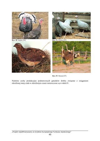 „Projekt współfinansowany ze środków Europejskiego Funduszu Społecznego”
45
Rys. 50. Indyki [24] Rys. 51. Perlice [25]
Rys. 52. Przepiórka japońska [26]
Rys. 53. Strusie [27]
Niektóre cechy produkcyjne podstawowych gatunków drobiu związane z osiąganiem
określonej masy ciała w określonym czasie umieszczone są w tabeli 8.
 