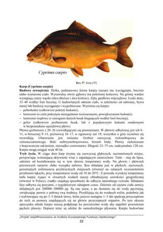 „Projekt współfinansowany ze środków Europejskiego Funduszu Społecznego”
52
Rys. 57. Karp [29]
Karp (Cyprinus carpio)
Budowa zewnętrzna. Dzika, podstawowa forma karpia (sazan) ma wyciągnięte, bocznie
słabo ścieśnione ciało. Wysuwalny otwór gębowy ma połoŜenie końcowe. Na górnej wardze
występują cztery wąsiki (dwa dłuŜsze i dwa krótsze). Zęby gardłowe trójrzędowe. Łuski duŜe,
33–40 wzdłuŜ linii bocznej. U hodowlanych odmian ciało, w zaleŜności od odmiany, bywa
mniej lub bardziej wyciągnięte i wygrzbiecone. WyróŜnia się karpie:
− pełnołuskie (całkowicie pokryte łuskami),
− lustrzenie (o ciele pokrytym nieregularnie rozrzuconymi, powiększonymi łuskami),
− lustrzenie rzędowe (z szeregiem duŜych łusek biegnących wzdłuŜ linii bocznej),
− golce (całkowicie pozbawione łusek, lub z pojedynczymi łuskami osadzonymi
w bezpośrednim sąsiedztwie płetw).
Płetwa grzbietowa z 20–26 rozwidlającymi się promieniami. W płetwie odbytowej jest ich 8–
11, w brzusznej 9–11, piersiowej 16–17, w ogonowej zaś 19; wszystkie u góry wyraźnie się
rozwidlają. Ubarwienie jest zmienne. Grzbiet zazwyczaj zielonobrązowy do
zielonoczarniawego. Boki srebrzystobrązowawe, brzuch biały. Płetwy zielonoszare
z brązowawym odcieniem, nierzadko czerwonawe. Długość 25–75 cm, maksymalnie 120 cm.
Karpie mogą osiągać wiek 40 lat.
Tryb Ŝycia. W ciągu dnia karp trzyma się zazwyczaj głębszych, zaciemnionych miejsc,
przejawiając wzrastającą aktywność wraz z zapadającym zmierzchem. Tarło – maj do lipca,
zaleŜnie od kształtowania się w tym okresie temperatury wody. Na głowie i płetwach
piersiowych samców słaba wysypka tarłowa. Ikra składana jest w płytkich, zacisznych,
porośniętych roślinnością przybrzeŜnych miejscach (równieŜ na zalanych wczesnoletnim
przyborem łąkach), przy temperaturze wody od 18 do 20°C. Z powodu wysokiej temperatury
tarła karpie Ŝyjące w otwartych wodach naszej chłodniejszej szerokości geograficznej
(równieŜ w Polsce), rzadko znajdują sposobność do odbycia naturalnego rozrodu. Składanie
ikry odbywa się porcjami, z tygodniowym odstępem czasu. ZaleŜnie od cięŜaru ciała samicy
składanych jest 200000–300000 jaj. Są one jasne, a po dostaniu się do wody pęcznieją,
zwiększając prawie o połowę swą średnicę. Przyklejają się do wodnych roślin, podobnie jak
i wykluwające się po 3–5 dniach larwy, które jeszcze następne 1–3 dni spędzają przyczepione
do nich za pomocą znajdujących się na głowie przyczepnych organów. Po tym okresie
spoczynku młode karpie muszą podpłynąć ku powierzchni wody aby napełnić powietrzem
pęcherz pławny. Dopiero teraz są zdolne do samodzielnego pływania. Karpie hodowlane
 