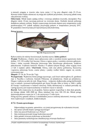 „Projekt współfinansowany ze środków Europejskiego Funduszu Społecznego”
53
w stawach osiągają w trzecim roku Ŝycia cięŜar 1–2 kg przy długości ciała 25–35 cm.
RównieŜ dzikie karpie odznaczać się mogą tak szybkimi przyrostami, zazwyczaj jednak rosną
zdecydowanie wolniej.
OdŜywianie. Młode karpie zjadają rośliny i zwierzęcy plankton (wyrostki, skorupiaki). Przy
długości około 18 mm zaczynają polować na zwierzęta denne. Osobniki dorosłe pobierają
dodatkowo pokarm roślinny. Karpie rozpoczynają Ŝerowanie dopiero przy temperaturze wody
przekraczającej 8°C jednak najlepiej przyswajają pokarm w temperaturze powyŜej 20°C.
W gospodarce stawowej karp jest najwaŜniejszą rybą hodowlaną.
Pstrąg tęczowy
Rys. 58. Pstrąg tęczowy [30]
Ryba ta naleŜy do rodziny łososiowatych, łacińska nazwa: Salmo gaidneri.
Wygląd. WydłuŜone, z boków nieco spłaszczone ciało o szerokim trzonie ogonowym, lustro
drobne, 135–150 wzdłuŜ linii bocznej. Głowa o tępym pysku z szerokim otworem gębowym.
Górne i dolne wyrostki filtracyjne pierwszego łuku skrzelowego główkowate, środkowe
pałeczkowate. Uzębienie lemiesza: blaszka z 4 zębami tylnymi brzegu, silnie wygięty trzon
z 1 lub 2 rzędami zębów. Ubarwienie. Głowę, ciało oraz płetwy grzbietową, tłuszczową
i ogonową pokrywają liczne, czarne plamy i punkty wzdłuŜ boków ciągnie się szeroki,
czerwonawy pas.
Długość: 25–50, do 70 cm (do 7 kg).
Występowanie. Wędrowna forma pstrąga tęczowego, czyli łosoś stalowogłowy (S. gairdnen)
Ŝyje w Pacyfiku u wybrzeŜy Ameryki Północnej. od południowej. Alaski po południowy.
Oregon i wpływa na tarło do rzek. Druga forma – wyłącznie słodkowodny pstrąg kalifornijski
Ŝyje w rzekach i jeziorach kalifornijskich gór Sierra Nevada. Obie te formy w 1860 r. trafiły
do Europy i wymieszano w hodowli stawowej. Próby aklimatyzacji w rzekach powiodły się
i pstrąg tęczowy jest rozpowszechniony w hodowli i tuczu w stawach.
Rozród. Tarło rozpoczyna się od grudnia. Samica ogonem wygrzebuje w dnie duŜe gniazdo,
do którego składa 1600–2000 jaj. Okres inkubacji ikry trwa 100–150 dni. Młode pstrągi
dojrzewają płciowo często juŜ w 2, ale zazwyczaj w 3 roku Ŝycia.
Pstrąg tęczowy gatunek zbiorczy o niedokładnie jeszcze ustalonej taksonomii, tworzący wiele
form wędrownych i osiadłych, słodkowodnych.
4.7.2. Pytania sprawdzające
Odpowiadając na pytania, sprawdzisz, czy jesteś przygotowany do wykonania ćwiczeń.
1. Jak opisać sylwetki karpia i pstrąga tęczowego?
2. Jakie rasy pszczół hodowane są w Polsce?
3. Jaka instytucja prowadzi księgi hodowlane pszczół?
4. Jakie gatunki zwierząt uŜytkowane są futrzarsko?
5. Jakie parametry technologiczne charakteryzują zwierzęta futerkowe?
 