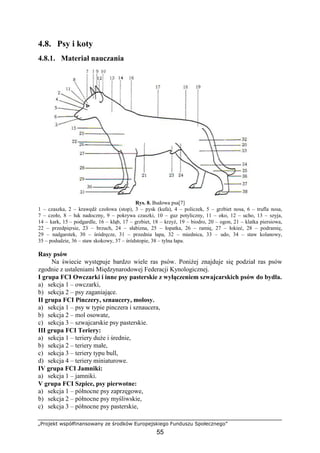 „Projekt współfinansowany ze środków Europejskiego Funduszu Społecznego”
55
4.8. Psy i koty
4.8.1. Materiał nauczania
Rys. 8. Budowa psa[7]
1 – czaszka, 2 – krawędź czołowa (stop), 3 – pysk (kufa), 4 – policzek, 5 – grzbiet nosa, 6 – trufla nosa,
7 – czoło, 8 – łuk nadoczny, 9 – pokrywa czaszki, 10 – guz potyliczny, 11 – oko, 12 – ucho, 13 – szyja,
14 – kark, 15 – podgardle, 16 – kłąb, 17 – grzbiet, 18 – krzyŜ, 19 – biodro, 20 – ogon, 21 – klatka piersiowa,
22 – przedpięrsie, 23 – brzuch, 24 – słabizna, 25 – łopatka, 26 – ramię, 27 – łokieć, 28 – podramię,
29 – nadgarstek, 30 – śródręcze, 31 – przednia łapa, 32 – miednica, 33 – udo, 34 – staw kolanowy,
35 – podudzie, 36 – staw skokowy, 37 – śródstopie, 38 – tylna łapa.
Rasy psów
Na świecie występuje bardzo wiele ras psów. PoniŜej znajduje się podział ras psów
zgodnie z ustaleniami Międzynarodowej Federacji Kynologicznej.
I grupa FCI Owczarki i inne psy pasterskie z wyłączeniem szwajcarskich psów do bydła.
a) sekcja 1 – owczarki,
b) sekcja 2 – psy zaganiające.
II grupa FCI Pinczery, sznaucery, molosy.
a) sekcja 1 – psy w typie pinczera i sznaucera,
b) sekcja 2 – mol osowate,
c) sekcja 3 – szwajcarskie psy pasterskie.
III grupa FCI Teriery:
a) sekcja 1 – teriery duŜe i średnie,
b) sekcja 2 – teriery małe,
c) sekcja 3 – teriery typu bull,
d) sekcja 4 – teriery miniaturowe.
IV grupa FCI Jamniki:
a) sekcja 1 – jamniki.
V grupa FCI Szpice, psy pierwotne:
a) sekcja 1 – północne psy zaprzęgowe,
b) sekcja 2 – północne psy myśliwskie,
c) sekcja 3 – północne psy pasterskie,
 