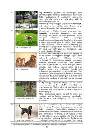 „Projekt współfinansowany ze środków Europejskiego Funduszu Społecznego”
57
II
Rys. 60. Dog niemiecki [31]
Dog niemiecki pochodzi od pradawnych psów
uŜywanych przez plemiona germańskie do polowań na
dziki i niedźwiedzie. W późniejszych czasach były
psami tylko dla ksiąŜąt a w XIX wieku takŜe dla
zamoŜniejszych mieszczan.
Jest to duŜy, umięśniony pies (wysokość co najmniej 80
cm), mimo to jest łagodny, jeŜeli dobrze się go
wychowa. Potrzebuje duŜo miejsca i duŜo ruchu.
III
Rys. 61. Foksterier [31]
Wyhodowane w Wielkiej Brytanii do tępienia lisów.
Foksteriery są odwaŜne, wytrzymałe, o duŜej pasji
łowieckiej. Najczęściej są mało posłuszne, chodzą
własnymi ścieŜkami, dlatego wymagają
konsekwentnego postępowania. Potrafią być agresywne
w stosunku do innych psów. Szczególnie, jeŜeli walczą
o swoje terytorium. TakŜe w stosunku do mniejszych
zwierząt nie są przyjacielsko nastawione. Królik, kot,
czy zając nie moŜe czuć się bezpiecznie, jeŜeli
w pobliŜu kręci się foksterier.
IV
Rys. 62. Jamniki [31]
Wizerunki psów podobnych do jamników pojawiły się
juŜ na ścianach staroegipskich świątyń. Figurki psów
podobnych znaleziono w Meksyku, w Grecji
i w Chinach. W Niemczech leŜą szczątki tych zwierząt
z czasów imperium rzymskiego. Nie wiadomo
dokładnie skąd wywodzi się jamnik. Istnieje 9 odmian,
wszystkie mają podobną budowę, róŜnią się tylko
długością sierści oraz wielkością. Jamniki były
hodowane w przeszłości jako psy myśliwskie na króliki,
lisy i borsuki, bardzo wytrwałe w pogoni za zwierzyną.
Po niemiecku Dachshund znaczy pies na borsuki. Masa
ciała jamnika standarowej wielkości waha się pomiędzy
9-12 kg
V
Rys. 63. Husky syberyjski [31]
Husky syberyjski pochodzi z Rosji - jak sama nazwa
wskazuje z terenów północnych. Na początku XX wieku
przewieziony na Alaskę, gdzie od razu zyskał sobie
popularność. Od tego czasu bierze udział w wyścigach
psich zaprzęgów.
Mimo powszechnej opinii, nie jest to dobry pies
rodzinny. Jest za bardzo niezaleŜny, samodzielny,
uwielbia ruch. Jest inteligentny, ale nie zawsze
posłuszny
VI
Rys. 64. Gończy Polski [31]
Gończy polski uŜywany jest do polowania na zwierzynę
płową i czarną. Wspaniały i niezastąpiony zwłaszcza
dzikarz i tropowiec, równie dobrze sprawdza się jako
płochacz i aporter. Posiada charakterystyczny melodyjny
gon o zmieniającej się tonacji, u suk wyŜszej. Zwinny
i szybki. ZrównowaŜony, łagodny, ale przy tym nad
wyraz odwaŜny i roztropny. Inteligentny, bardzo chętny
i podatny na tresurę, ale nie lubi przymusu. Nieoceniony
 