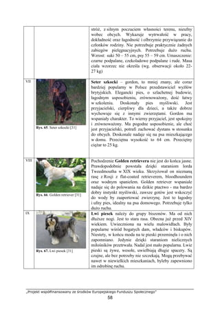 „Projekt współfinansowany ze środków Europejskiego Funduszu Społecznego”
58
stróŜ, z silnym poczuciem własności terenu, nieufny
wobec obcych. Wykazuje wytrwałość w pracy,
dokładność oraz łagodność i olbrzymie przywiązanie do
członków rodziny. Nie potrzebuje praktycznie Ŝadnych
zabiegów pielęgnacyjnych. Potrzebuje duŜo ruchu.
Wzrost: suki 50 – 55 cm, psy 55 – 59 cm. Umaszczenie:
czarne podpalane, czekoladowe podpalane i rude. Masa
ciała wzorzec nie określa (wg. obserwacji około 22-
27 kg)
VII
Rys. 65. Seter szkocki [31]
Seter szkocki – gordon, to mniej znany, ale coraz
bardziej popularny w Polsce przedstawiciel wyŜłów
brytyjskich. Elegancki pies, o szlachetnej budowie,
łagodnym usposobieniu, zrównowaŜony, dość łatwy
w szkoleniu. Doskonały pies myśliwski. Jest
przyjacielski, cierpliwy dla dzieci, a takŜe dobrze
wychowuje się z innymi zwierzętami. Gordon ma
wspaniały charakter. To wierny przyjaciel, jest spokojny
i zrównowaŜony. Ma pogodne usposobienie, ale choć
jest przyjacielski, potrafi zachować dystans w stosunku
do obcych. Doskonale nadaje się na psa mieszkającego
w domu. Przeciętna wysokość to 64 cm. Przeciętny
cięŜar to 25 kg.
VIII
Rys. 66. Golden retriever [31]
Pochodzenie Golden retrievera nie jest do końca jasne.
Prawdopodobnie powstała dzięki staraniom lorda
Tweedmoutha w XIX wieku. SkrzyŜował on nieznaną
rasę z Rosji z flat-coated retrieverem, bloodhoundem
oraz wodnym spanielem. Golden retriever wspaniale
nadaje się do polowania na dzikie ptactwo - ma bardzo
dobry instynkt myśliwski, zawsze gotów jest wskoczyć
do wody by zaaportować zwierzynę. Jest to łagodny
i ufny pies, idealny na psa domowego. Potrzebuje tylko
duŜo ruchu.
IX
Rys. 67. Lwi piesek [31]
Lwi piesek naleŜy do grupy biszonów. Ma od nich
dłuŜsze nogi. Jest to stara rasa. Obecna juŜ przed XIV
wiekiem. Uwieczniona na wielu malowidłach. Były
popularne wśród bogatych dam, władców i biskupów.
Niestety, w końcu moda na te pieski przeminęła i o nich
zapomniano. Jedynie dzięki staraniom nielicznych
miłośników przetrwała. Nadal jest mało popularna. Lwie
pieski są Ŝywe, wesołe, uwielbiają długie spacery. Są
czujne, ale bez potrzeby nie szczekają. Mogą przebywać
nawet w niewielkich mieszkaniach, byleby zapewniono
im odrobinę ruchu.
 