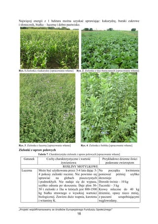 „Projekt współfinansowany ze środków Europejskiego Funduszu Społecznego”
18
Najwięcej energii z 1 hektara moŜna uzyskać uprawiając: kukurydzę, buraki cukrowe
i słonecznik, białka – lucernę i dobre pastwisko.
Rys. 1.Zielonka z kukurydzy [opracowanie własne] Rys. 2. Zielonka z liści buraczanych [opracowanie własne]
Rys. 3. Zielonka z lucerny [opracowanie własne] Rys. 4. Zielonka z bobiku [opracowanie własne]
Zielonki z upraw polowych
Tabela 7. Charakterystyka zielonek z upraw polowych [opracowanie własne]
Gatunek Cechy charakterystyczne i wartość
Ŝywieniowa
Przykładowe dzienne ilości
podawane zwierzętom
ROŚLINY MOTYLKOWE
Lucerna MoŜe być uŜytkowana przez 3-4 lata dając 3-
4 pokosy zielonki rocznie. Nie powinno się
uprawiać na glebach piaszczystych
i podmokłych. Nie nadaje się do wypasu,
szybko odrasta po skoszeniu. Daje plon 30-
50 t zielonki z 1ha w których jest 800-1500
kg białka strawnego o wysokiej wartości
biologicznej. Zawiera duŜo wapnia, karotenu
i witaminy K.
Na początku kwitnienia
poniewaŜ później szybko
drewnieje
Dorosłe świnie – 10 kg
Tuczniki – 3 kg
Krowy mleczne do 40 kg
dziennie, opasy nieco mniej,
z paszami uzupełniającymi
węglowodany.
 