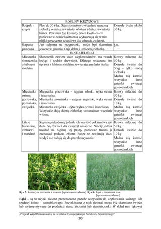„Projekt współfinansowany ze środków Europejskiego Funduszu Społecznego”
20
ROŚLINY KRZYśOWE
Rzepak i
rzepik
Plon do 30 t/ha. Daje stosunkowo wcześnie smaczną
zielonkę o małej zawartości włókna i duŜej zawartości
białek. Powinien być koszony przed kwitnieniem
poniewaŜ w czasie kwitnienia wytwarzają się w nim
olejki gorczyczne szkodliwe dla zdrowia zwierząt.
Dorosłe bydło około
30 kg
Kapusta
pastewna
Jest odporna na przymrozki, moŜe być skarmiana
jeszcze w grudniu. Daje dobrą i smaczną zielonkę.
j.w.
INNE ZIELONKI
Mieszanka
słonecznika
z łubinem
słodkim
Słonecznik zawiera duŜo węglowodanów, ma twarde
łodygi i szybko drewnieje. Dlatego wskazana jest
uprawa z łubinem słodkim zawierającym duŜo białka
Krowy mleczne do
50 kg
Dorosłe świnie do
5 kg – tylko modą
zielonką
MoŜna nią karmić
wszystkie inne
gatunki zwierząt
gospodarskich
Mieszanki
ozime:
gorzowska,
poznańska,
swojacka.
Mieszanka gorzowska – rajgras włoski, wyka ozima
i inkarnatka.
Mieszanka poznańska – rajgras angielski, wyka ozima
i inkarnatka.
Mieszanka swojecka – Ŝyto, wyka ozima i inkarnatka
Wszystkie dają dobrą zielonkę stosunkowo wcześnie
wiosną.
Krowy mleczne do
50 kg
Dorosłe świnie do
10 kg
MoŜna nią karmić
wszystkie inne
gatunki zwierząt
gospodarskich
Liście
buraczane,
z brukwi
i marchwi
Są paszą odpadową, jednak ich wartość pokarmowa jest
duŜa. Są równieŜ dla zwierząt smaczne. NaleŜy jednak
uwaŜać na higienę tej paszy poniewaŜ trudno ja
zachować podczas zbioru. Pasze te zawierają duŜo
wody i nie nadają się do przechowywania.
Krowy mleczne do
50 kg
Dorosłe świnie do
10 kg
MoŜna nią karmić
wszystkie inne
gatunki zwierząt
gospodarskich
Rys. 5. Koniczyna czerwona z trawami [opracowanie własne] Rys. 6. Łąka – mieszanka traw
[opracowanie własne]
Łąki – są to uŜytki zielone przeznaczone przede wszystkim do uŜytkowania kośnego lub
rzadziej kośno – pastwiskowego. Pozyskiwane z nich zielonki mogą być skarmiane świeŜe
lub wykorzystywane do produkcji siana, kiszonki lub sianokiszonki. W skład runi łąkowej
 
