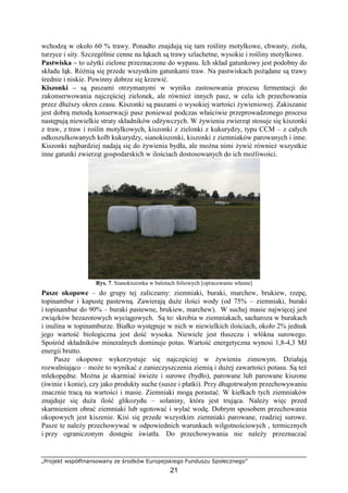 „Projekt współfinansowany ze środków Europejskiego Funduszu Społecznego”
21
wchodzą w około 60 % trawy. Ponadto znajdują się tam rośliny motylkowe, chwasty, zioła,
turzyce i sity. Szczególnie cenne na łąkach są trawy szlachetne, wysokie i rośliny motylkowe.
Pastwiska – to uŜytki zielone przeznaczone do wypasu. Ich skład gatunkowy jest podobny do
składu łąk. RóŜnią się przede wszystkim gatunkami traw. Na pastwiskach poŜądane są trawy
średnie i niskie. Powinny dobrze się krzewić.
Kiszonki – są paszami otrzymanymi w wyniku zastosowania procesu fermentacji do
zakonserwowania najczęściej zielonek, ale równieŜ innych pasz, w celu ich przechowania
przez dłuŜszy okres czasu. Kiszonki są paszami o wysokiej wartości Ŝywieniowej. Zakiszanie
jest dobrą metodą konserwacji pasz poniewaŜ podczas właściwie przeprowadzonego procesu
następują niewielkie straty składników odŜywczych. W Ŝywieniu zwierząt stosuje się kiszonki
z traw, z traw i roślin motylkowych, kiszonki z zielonki z kukurydzy, typu CCM – z całych
odkoszulkowanych kolb kukurydzy, sianokiszonki, kiszonki z ziemniaków parowanych i inne.
Kiszonki najbardziej nadają się do Ŝywienia bydła, ale moŜna nimi Ŝywić równieŜ wszystkie
inne gatunki zwierząt gospodarskich w ilościach dostosowanych do ich moŜliwości.
Rys. 7. Sianokiszonka w balotach foliowych [opracowanie własne]
Pasze okopowe – do grupy tej zaliczamy: ziemniaki, buraki, marchew, brukiew, rzepę,
topinambur i kapustę pastewną. Zawierają duŜe ilości wody (od 75% – ziemniaki, buraki
i topinambur do 90% – buraki pastewne, brukiew, marchew). W suchej masie najwięcej jest
związków bezazotowych wyciągowych. Są to: skrobia w ziemniakach, sacharoza w burakach
i inulina w topinamburze. Białko występuje w nich w niewielkich ilościach, około 2% jednak
jego wartość biologiczna jest dość wysoka. Niewiele jest tłuszczu i włókna surowego.
Spośród składników mineralnych dominuje potas. Wartość energetyczna wynosi 1,8-4,3 MJ
energii brutto.
Pasze okopowe wykorzystuje się najczęściej w Ŝywieniu zimowym. Działają
rozwalniająco – moŜe to wynikać z zanieczyszczenia ziemią i duŜej zawartości potasu. Są teŜ
mlekopędne. MoŜna je skarmiać świeŜe i surowe (bydło), parowane lub parowane kiszone
(świnie i konie), czy jako produkty suche (susze i płatki). Przy długotrwałym przechowywaniu
znacznie tracą na wartości i masie. Ziemniaki mogą porastać. W kiełkach tych ziemniaków
znajduje się duŜa ilość glikozydu – solaniny, która jest trująca. NaleŜy więc przed
skarmieniem obrać ziemniaki lub ugotować i wylać wodę. Dobrym sposobem przechowania
okopowych jest kiszenie. Kisi się przede wszystkim ziemniaki parowane, rzadziej surowe.
Pasze te naleŜy przechowywać w odpowiednich warunkach wilgotnościowych , termicznych
i przy ograniczonym dostępie światła. Do przechowywania nie naleŜy przeznaczać
 