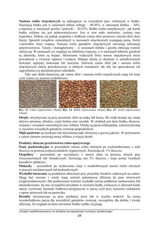 „Projekt współfinansowany ze środków Europejskiego Funduszu Społecznego”
24
Nasiona roślin strączkowych są najbogatsze ze wszystkich pasz roślinnych w białko.
Najwięcej białka jest w nasionach łubinu Ŝółtego – 40-45%, w nasionach bobiku – 30%,
a najmniej w nasionach grochu i peluszki – 20-25%. Białko roślin motylkowych , jak kaŜde
białko roślinne nie jest pełnowartościowe. Jest w nim mało metioniny, cystyny oraz
tryptofanu. Dobrze się jednak uzupełnia z białkiem ziarna zbóŜ poniewaŜ zawiera dość duŜo
lizyny. Spośród związków mineralnych w nasionach strączkowych występują potas, fosfor
i niewielkie ilości wapnia. Nasiona wielu gatunków strączkowych zawierają substancje
antyŜywieniowe. Taniny i hemaglutyniny – w nasionach bobiku i grochu obniŜają wartość
odŜywczą. W nasionach soi znajdują się inhibitory trypsyny, a w nasionach łubinów gorzkich
są alkaloidy, które są trujące. Skarmianie większych ilości nasion strączkowych moŜe
powodować u zwierząt zaparcia i wzdęcia. Dlatego naleŜy je skarmiać w umiarkowanych
ilościach, najlepiej śrutowane lub moczone. Zarówno ziarna zbóŜ jak i nasiona roślin
strączkowych naleŜy przechowywać w dobrych warunkach, tak aby nie spowodować ich
zagrzybienia czy poraŜenia przez szkodniki.
Taki sam skład chemiczny jak ziarna zbóŜ i nasiona roślin strączkowych mają ich śruty
czyli ziarna czy nasiona rozdrobnione.
Rys. 13. Łubin [opracowanie własne] Rys. 14. Bobik [opracowanie własne] Rys. 15. Groch [opracowanie
własne]
Otręby otrzymywane są przy przemiale zbóŜ na mąkę lub kaszę. Do otrąb dostaje się wtedy
okrywa nasienna, obielmo, część bielma oraz zarodek. W otrębach jest duŜo białka, tłuszczu,
witamin i związków mineralnych oraz włókna. Otręby są paszą mlekopędną, wykorzystywaną
w Ŝywieniu wszystkich gatunków zwierząt gospodarskich.
Mąki pastewne są resztkami lub mieszaniną mąki zboŜowej o gorszej jakości. W porównaniu
z całym ziarnem zawierają mniej włókna, a więcej skrobi.
Produkty uboczne przetwórstwa rolno-spoŜywczego
Śruty poekstrakcyjne to pozostałość nasion roślin oleistych po wyekstrahowaniu z nich
tłuszczu za pomocą rozpuszczalników organicznych. Zawierają ok. 1% tłuszczu.
Ekspellery – pozostałość po wyciśnięciu z nasion oleju za pomocą silnych pras
wrzecionowatych lub ślimakowych. Zawierają one 5% tłuszczu i maja postać twardych
kawałków (płatków).
Makuchy – pozostałość po wytłoczeniu oleju z rozdrobnionych nasion roślin oleistych
w prasach mechanicznych lub hydraulicznych.
Wysłodki buraczane są produktem ubocznym przy przerobie buraków cukrowych na cukier.
Mogą być suszone i wtedy mają wartość pokarmową zbliŜoną do pasz treściwych
(węglowodanowych). Dla podniesienia wartości wysłodki moŜna poddawać melasowaniu lub
amoniakowaniu. Są one szczególnie przydatne w Ŝywieniu bydła, zwłaszcza w okresach kiedy
naleŜy wyrównać stosunek białkowo-energetyczny w paszy czyli przy Ŝywieniu zielonkami
z upraw polowych lub na pastwisku.
DroŜdŜe otrzymywane są przy produkcji piwa lub w wyniku hodowli. Są cenną
wysokobiałkowa paszą dla wszystkich gatunków zwierząt, szczególnie dla drobiu i trzody
chlewnej. Ze względu na duŜa zawartość białka szybko się psują.
 