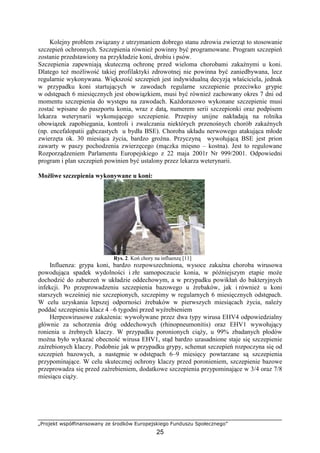 „Projekt współfinansowany ze środków Europejskiego Funduszu Społecznego”
25
Kolejny problem związany z utrzymaniem dobrego stanu zdrowia zwierząt to stosowanie
szczepień ochronnych. Szczepienia równieŜ powinny być programowane. Program szczepień
zostanie przedstawiony na przykładzie koni, drobiu i psów.
Szczepienia zapewniają skuteczną ochronę przed wieloma chorobami zakaźnymi u koni.
Dlatego teŜ moŜliwość takiej profilaktyki zdrowotnej nie powinna być zaniedbywana, lecz
regularnie wykonywana. Większość szczepień jest indywidualną decyzją właściciela, jednak
w przypadku koni startujących w zawodach regularne szczepienie przeciwko grypie
w odstępach 6 miesięcznych jest obowiązkiem, musi być równieŜ zachowany okres 7 dni od
momentu szczepienia do występu na zawodach. KaŜdorazowo wykonane szczepienie musi
zostać wpisane do paszportu konia, wraz z datą, numerem serii szczepionki oraz podpisem
lekarza weterynarii wykonującego szczepienie. Przepisy unijne nakładają na rolnika
obowiązek zapobiegania, kontroli i zwalczania niektórych przenośnych chorób zakaźnych
(np. encefalopatii gąbczastych u bydła BSE). Choroba układu nerwowego atakująca młode
zwierzęta ok. 30 miesiąca Ŝycia, bardzo groźna. Przyczyną wywołującą BSE jest prion
zawarty w paszy pochodzenia zwierzęcego (mączka mięsno – kostna). Jest to regulowane
Rozporządzeniem Parlamentu Europejskiego z 22 maja 2001r Nr 999/2001. Odpowiedni
program i plan szczepień powinien być ustalony przez lekarza weterynarii.
MoŜliwe szczepienia wykonywane u koni:
Rys. 2. Koń chory na influenzę [11]
Influenza: grypa koni, bardzo rozpowszechniona, wysoce zakaźna choroba wirusowa
powodująca spadek wydolności i złe samopoczucie konia, w późniejszym etapie moŜe
dochodzić do zaburzeń w układzie oddechowym, a w przypadku powikłań do bakteryjnych
infekcji. Po przeprowadzeniu szczepienia bazowego u źrebaków, jak i równieŜ u koni
starszych wcześniej nie szczepionych, szczepimy w regularnych 6 miesięcznych odstępach.
W celu uzyskania lepszej odporności źrebaków w pierwszych miesiącach Ŝycia, naleŜy
poddać szczepieniu klacz 4 –6 tygodni przed wyźrebieniem
Herpeswirusowe zakaŜenia: wywoływane przez dwa typy wirusa EHV4 odpowiedzialny
głównie za schorzenia dróg oddechowych (rhinopneumonitis) oraz EHV1 wywołujący
ronienia u źrebnych klaczy. W przypadku poronionych ciąŜy, u 99% zbadanych płodów
moŜna było wykazać obecność wirusa EHV1, stąd bardzo uzasadnione staje się szczepienie
zaźrebionych klaczy. Podobnie jak w przypadku grypy, schemat szczepień rozpoczyna się od
szczepień bazowych, a następnie w odstępach 6–9 miesięcy powtarzane są szczepienia
przypominające. W celu skutecznej ochrony klaczy przed poronieniem, szczepienie bazowe
przeprowadza się przed zaźrebieniem, dodatkowe szczepienia przypominające w 3/4 oraz 7/8
miesiącu ciąŜy.
 