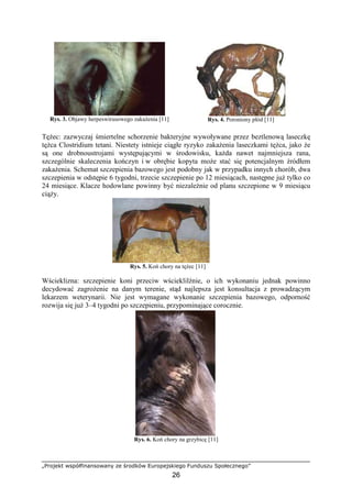 „Projekt współfinansowany ze środków Europejskiego Funduszu Społecznego”
26
Rys. 3. Objawy herpeswirusowego zakaŜenia [11] Rys. 4. Poroniony płód [11]
TęŜec: zazwyczaj śmiertelne schorzenie bakteryjne wywoływane przez beztlenową laseczkę
tęŜca Clostridium tetani. Niestety istnieje ciągłe ryzyko zakaŜenia laseczkami tęŜca, jako Ŝe
są one drobnoustrojami występującymi w środowisku, kaŜda nawet najmniejsza rana,
szczególnie skaleczenia kończyn i w obrębie kopyta moŜe stać się potencjalnym źródłem
zakaŜenia. Schemat szczepienia bazowego jest podobny jak w przypadku innych chorób, dwa
szczepienia w odstępie 6 tygodni, trzecie szczepienie po 12 miesiącach, następne juŜ tylko co
24 miesiące. Klacze hodowlane powinny być niezaleŜnie od planu szczepione w 9 miesiącu
ciąŜy.
Rys. 5. Koń chory na tęŜec [11]
Wścieklizna: szczepienie koni przeciw wścieklilźnie, o ich wykonaniu jednak powinno
decydować zagroŜenie na danym terenie, stąd najlepsza jest konsultacja z prowadzącym
lekarzem weterynarii. Nie jest wymagane wykonanie szczepienia bazowego, odporność
rozwija się juŜ 3–4 tygodni po szczepieniu, przypominające corocznie.
Rys. 6. Koń chory na grzybicę [11]
 