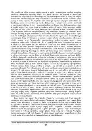 „Projekt współfinansowany ze środków Europejskiego Funduszu Społecznego”
34
Aby zapobiegać takim urazom: naleŜy usuwać w stajni i na podwórzu wszelkie wystające
gwoździe, poprzybijać odstające blachy itp. Konie powinno się trzymać w obszernych
stanowiskach, odgradzać je od siebie drąŜkami, owiniętymi powrósłami ze słomy lub innymi
materiałami zabezpieczającymi. Przy stłuczeniach i zwichnięciach moŜna stosować zimne
okłady z wody z octem. W przypadku ran naleŜy je wystrzyc czystymi noŜyczkami nie
dotykając, zmyć powierzchownie wodą destylowaną i umoczywszy czysty tamponik
w jodynie, przyłoŜyć go do rany i mocno zabandaŜować. Często przy skaleczeniach powstają
krwotoki tętnicze lub Ŝylne. Przy krwotokach tętniczych (krew silnie wytryska) naleŜy
kończynę lub inną część ciała silnie podwiązać powyŜej rany, a przy krwotokach Ŝylnych
(krew wypływa jednolicie i wolno) poniŜej rany i następnie opatrzyć je. Złamania kości
kończyn zwierząt duŜych przewaŜnie są nieuleczalne. Zwierzęta takie z reguły kieruje się na
rzeź. W niektórych sytuacjach powstają krwiaki: Krwiak to wylew krwi z uszkodzonego
naczynia pod skórą. Występuje on w postaci róŜnej wielkości obrzęku, zaleŜnie od miejsca
i ilości wylanej krwi. W przypadku nieumiejętnego wykorzystywania uprzęŜy mogą
powstawać odparzenia i odgniecenia. Są to uszkodzenia skóry spowodowane uprzęŜą
w miejscu jej przylegania do ciała zwierzęcia. Przyczyną jest uprząŜ niedopasowana, za
ciasna lub za luźna, podarta, chropowata w miejscu styku ze skórą, niedbale załoŜona.
Czasem uszkodzenia skóry powoduje wadliwa budowa konia. Zaliczyć tu moŜna odgniecenia
łokcia przez podkowę. Powstają one wtedy, gdy konie mają ciasne stanowiska i nie mogą
połoŜyć się swobodnie. Objawami są nastroszona sierść i obrzęk, podwyŜszona temperatura
w miejscu schorzenia, otarcia skóry, aŜ do krwi. Odparzenia występują na karku, kłębie,
grzbiecie, łopatkach, przedpiersiu, podpiersiu, pośladkach, pod ogonem. Aby im zapobiec
naleŜy dokładnie dopasować uprząŜ i często ją sprawdzać. Po zdjęciu uprzęŜy sprawdzić ręką
w miejscu jej styku z ciałem czy nie wyczuwa się zgrubienia, obrzmienia czy bolesności.
Przed załoŜeniem uprzęŜy, konia dobrze oczyścić szczotką by nie pojawiły się odparzenia.
W takiej sytuacji konia naleŜy uwolnić z uprzęŜy i nie uŜywać go do pracy do chwili
ustąpienia odparzeń. Przy odparzeniach, gdy skóra nie uległa zranieniu trzeba nałoŜyć zimny
kompres. W razie otarcia skóry aŜ do krwi zajodynować i posypać talkiem lub posmarować
maścią. Przy obrzmieniach naleŜy nałoŜyć czystą gazę, a na to czysty, wilgotny ręcznik.
Efektem niezachowywania higieny jest teŜ powstanie grudy. Gruda to zapalenie na tylnej
stronie pęciny. Skóra w tych miejscach jest delikatna i wraŜliwa na uszkodzenie, a poniewaŜ
stale jest w ruchu i naraŜona na zanieczyszczenia, szybko się zaognia i trudno się goi. Koń
kuleje, sierść w pęcinie jest zlepiona. Daje się zauwaŜyć popękanie lub poprzecinanie skóry,
która jest zaogniona. Aby temu zapobiec naleŜy codziennie po powrocie z pracy umyć
koniowi kończyny i dokładnie obejrzeć, czy nie ma Ŝadnych zmian. Nie przeprowadzać konia
przez miejsca gdzie są druty, blachy i innego nieuporządkowane przyrządy lub odpady
metalowe. W przypadku pojawienia się takich objawów trzeba zwolnić konia od pracy, umyć
kończyny ciepłą wodą z mydłem, przetrzeć spirytusem denaturowanym. NaleŜy trzymać
konia na suchej ściółce, codziennie robić opatrunki. Przy powaŜniejszych uszkodzeniach
korzystać z pomocy lekarza.
Inny skutek złej higieny to wypryski. Przyczyną wyprysków jest brud, pasoŜyty,
zaburzenia w trawieniu, zła i szkodliwa pasza. Występują one najczęściej przy grzywie lub u
nasady ogona. Objawami są nieznaczny świąd, występowanie drobnych pęcherzyków, które
pękając tworzą wrzodziki. Wydzielina zlepia się i zasycha w strupki, sierść wypada. Miejsca
dotknięte wypryskami trzeba wymyć ciepłą wodą z mydłem i przetrzeć spirytusem
denaturowanym. Liszaje spowodowane są przez pasoŜyty – grzyby. Sierść miejscami jest
nastroszona, a pod nią niewielkie, okrągłe plamy, które łączą się w większe. Występuje
łupieŜ, nieznaczny świąd. Koń chudnie. W takiej sytuacji naleŜy umyć całego konia mydłem
i ciepłą wodą. Miejsca dotknięte liszajem jodynować przez kilka dni.
 