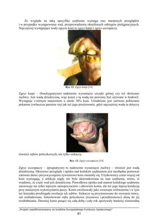 „Projekt współfinansowany ze środków Europejskiego Funduszu Społecznego”
41
Ze względu na taką specyfikę uzębienia wymaga ono starannych przeglądów
i w przypadku występowania wad, przeprowadzenia określonych zabiegów pielęgnacyjnych.
Najczęściej występujące wady zgryzu koni to zgryz karpi i zgryz szczupaczy.
Rys. 12. Zgryz karpi [14]
Zgryz karpi – (brachygnatyzm) nadmierne wysunięcie szczęki górnej czy teŜ skrócenie
Ŝuchwy. Jest wadą dziedziczną, więc konie z tą wadą nie powinny być uŜywane w hodowli.
Występuje z róŜnym natęŜeniem u około 30% koni. Utrudnione jest zarówno pobieranie
pokarmu (zwłaszcza pasienie się) jak teŜ jego przeŜuwanie, gdyŜ najczęściej wada ta dotyczy
równieŜ zębów policzkowych, nie tylko siekaczy.
Rys. 13. Zgryz szczupaczy [14]
Zgryz szczupaczy – (prognatyzm) to nadmierne wysunięcie Ŝuchwy – równieŜ jest wadą
dziedziczną. Okresowe przeglądy i opieka nad końskim uzębieniem jest niezbędna poniewaŜ
zarówno dieta i przyzwyczajenia Ŝywieniowe koni zmieniły się. UŜytkownicy coraz więcej od
koni wymagają, a selekcja nigdy nie była ukierunkowana na stan uzębienia, mimo, iŜ
wiadomo, Ŝe część wad jest dziedziczna. Prawidłowa opieka nad stanem końskiego uzębienia
zaowocuje nie tylko lepszym samopoczuciem i zdrowiem konia, ale teŜ jego lepszą kondycją
przy mniejszym wykorzystaniu paszy. Konie ewoluowały jako zwierzęta roślinoŜerne i w tym
teŜ kierunku przebiegała ewolucja ich zębów. Siekacze są przystosowane do zrywania trawy,
zaś rozbudowane, listewkowate zęby policzkowe (trzonowe i przedtrzonowe) słuŜą do jej
rozdrabniania. Dawniej konie pasące się całą dobę i cały rok spoŜywały bardziej róŜnorodną
 