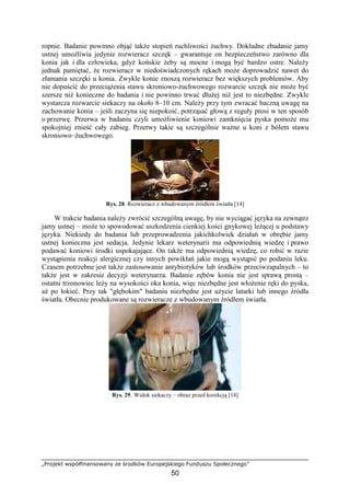 „Projekt współfinansowany ze środków Europejskiego Funduszu Społecznego”
50
ropnie. Badanie powinno objąć takŜe stopień ruchliwości Ŝuchwy. Dokładne zbadanie jamy
ustnej umoŜliwia jedynie rozwieracz szczęk – gwarantuje on bezpieczeństwo zarówno dla
konia jak i dla człowieka, gdyŜ końskie Ŝeby są mocne i mogą być bardzo ostre. NaleŜy
jednak pamiętać, Ŝe rozwieracz w niedoświadczonych rękach moŜe doprowadzić nawet do
złamania szczęki u konia. Zwykle konie znoszą rozwieracz bez większych problemów. Aby
nie dopuścić do przeciąŜenia stawu skroniowo-Ŝuchwowego rozwarcie szczęk nie moŜe być
szersze niŜ konieczne do badania i nie powinno trwać dłuŜej niŜ jest to niezbędne. Zwykle
wystarcza rozwarcie siekaczy na około 8–10 cm. NaleŜy przy tym zwracać baczną uwagę na
zachowanie konia – jeśli zaczyna się niepokoić, potrząsać głową z reguły prosi w ten sposób
o przerwę. Przerwa w badaniu czyli umoŜliwienie koniowi zamknięcia pyska pomoŜe mu
spokojniej znieść cały zabieg. Przerwy takie są szczególnie waŜne u koni z bólem stawu
skroniowo–Ŝuchwowego.
Rys. 28. Rozwieracz z wbudowanym źródłem światła [14]
W trakcie badania naleŜy zwrócić szczególną uwagę, by nie wyciągać języka na zewnątrz
jamy ustnej – moŜe to spowodować uszkodzenia cienkiej kości gnykowej leŜącej u podstawy
języka. Niekiedy do badania lub przeprowadzenia jakichkolwiek działań w obrębie jamy
ustnej konieczna jest sedacja. Jedynie lekarz weterynarii ma odpowiednią wiedzę i prawo
podawać koniowi środki uspokajające. On takŜe ma odpowiednią wiedzę, co robić w razie
wystąpienia reakcji alergicznej czy innych powikłań jakie mogą wystąpić po podaniu leku.
Czasem potrzebne jest takŜe zastosowanie antybiotyków lub środków przeciwzapalnych – to
takŜe jest w zakresie decyzji weterynarza. Badanie zębów konia nie jest sprawą prostą –
ostatni trzonowiec leŜy na wysokości oka konia, więc niezbędne jest włoŜenie ręki do pyska,
aŜ po łokieć. Przy tak "głębokim" badaniu niezbędne jest uŜycie latarki lub innego źródła
światła. Obecnie produkowane są rozwieracze z wbudowanym źródłem światła.
Rys. 29. Widok siekaczy – obraz przed korekcją [14]
 