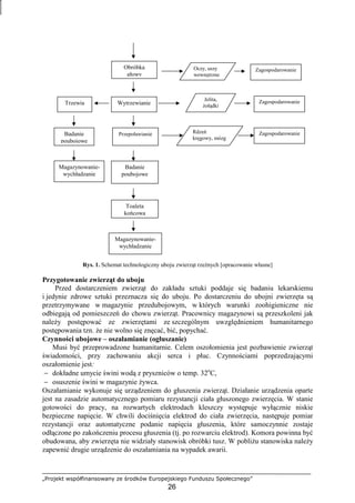 „Projekt współfinansowany ze środków Europejskiego Funduszu Społecznego”
26
Rys. 1. Schemat technologiczny uboju zwierząt rzeźnych [opracowanie własne]
Przygotowanie zwierząt do uboju
Przed dostarczeniem zwierząt do zakładu sztuki poddaje się badaniu lekarskiemu
i jedynie zdrowe sztuki przeznacza się do uboju. Po dostarczeniu do ubojni zwierzęta są
przetrzymywane w magazynie przedubojowym, w których warunki zoohigieniczne nie
odbiegają od pomieszczeń do chowu zwierząt. Pracownicy magazynowi są przeszkoleni jak
naleŜy postępować ze zwierzętami ze szczególnym uwzględnieniem humanitarnego
postępowania tzn. Ŝe nie wolno się znęcać, bić, popychać.
Czynności ubojowe – oszałamianie (ogłuszanie)
Musi być przeprowadzone humanitarnie. Celem oszołomienia jest pozbawienie zwierząt
świadomości, przy zachowaniu akcji serca i płuc. Czynnościami poprzedzającymi
oszałomienie jest:
− dokładne umycie świni wodą z pryszniców o temp. 32o
C,
− osuszenie świni w magazynie Ŝywca.
Oszałamianie wykonuje się urządzeniem do głuszenia zwierząt. Działanie urządzenia oparte
jest na zasadzie automatycznego pomiaru rezystancji ciała głuszonego zwierzęcia. W stanie
gotowości do pracy, na rozwartych elektrodach kleszczy występuje wyłącznie niskie
bezpieczne napięcie. W chwili dociśnięcia elektrod do ciała zwierzęcia, następuje pomiar
rezystancji oraz automatyczne podanie napięcia głuszenia, które samoczynnie zostaje
odłączone po zakończeniu procesu głuszenia (tj. po rozwarciu elektrod). Komora powinna być
obudowana, aby zwierzęta nie widziały stanowisk obróbki tusz. W pobliŜu stanowiska naleŜy
zapewnić drugie urządzenie do oszałamiania na wypadek awarii.
WytrzewianieTrzewia
Jelita,
Ŝołądki
Przepoławianie
Magazynowanie-
wychładzanie
Badanie
poubojowe
Magazynowanie-
wychładzanie
Badanie
poubojowe
Toaleta
końcowa
Obróbka
głowy
Oczy, uszy
wewnętrzne
Rdzeń
kręgowy, mózg
Zagospodarowanie
Zagospodarowanie
Zagospodarowanie
 