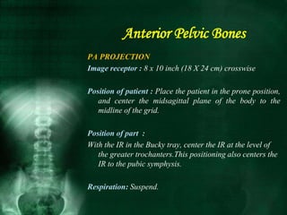 PA PROJECTION
Image receptor : 8 x 10 inch (18 X 24 cm) crosswise
Position of patient : Place the patient in the prone position,
and center the midsagittal plane of the body to the
midline of the grid.
Position of part :
With the IR in the Bucky tray, center the IR at the level of
the greater trochanters.This positioning also centers the
IR to the pubic symphysis.
Respiration: Suspend.
Anterior Pelvic Bones
 