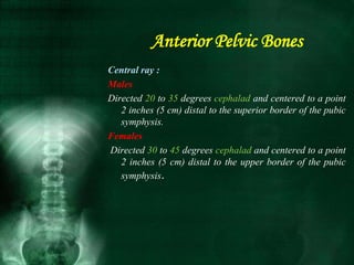 Central ray :
Males
Directed 20 to 35 degrees cephalad and centered to a point
2 inches (5 cm) distal to the superior border of the pubic
symphysis.
Females
Directed 30 to 45 degrees cephalad and centered to a point
2 inches (5 cm) distal to the upper border of the pubic
symphysis.
Anterior Pelvic Bones
 