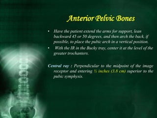 • Have the patient extend the arms for support, lean
backward 45 or 50 degrees, and then arch the back, if
possible, to place the pubic arch in a vertical position.
• With the IR in the Bucky tray, center it at the level of the
greater trochanters.
Central ray : Perpendicular to the midpoint of the image
receptor and entering ½ inches (3.8 cm) superior to the
pubic symphysis.
Anterior Pelvic Bones
 
