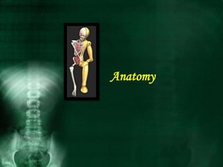 Anatomy
 