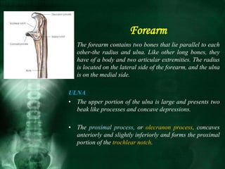 • The forearm contains two bones that lie parallel to each
other-the radius and ulna. Like other long bones, they
have of a body and two articular extremities. The radius
is located on the lateral side of the forearm, and the ulna
is on the medial side.
ULNA
• The upper portion of the ulna is large and presents two
beak like processes and concave depressions.
• The proximal process, or olecranon process, concaves
anteriorly and slightly inferiorly and forms the proximal
portion of the trochlear notch.
Forearm
 
