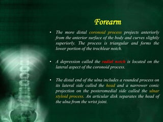 • The more distal coronoid process projects anteriorly
from the anterior surface of the body and curves slightly
superiorly. The process is triangular and forms the
lower portion of the trochlear notch.
• A depression called the radial notch is located on the
lateral aspect of the coronoid process.
• The distal end of the ulna includes a rounded process on
its lateral side called the head and a narrower conic
projection on the posteromedial side called the ulnar
styloid process. An articular disk separates the head of
the ulna from the wrist joint.
Forearm
 