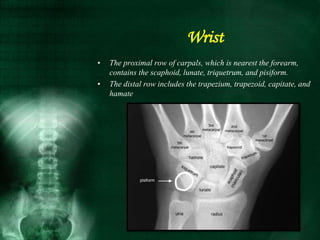 • The proximal row of carpals, which is nearest the forearm,
contains the scaphoid, lunate, triquetrum, and pisiform.
• The distal row includes the trapezium, trapezoid, capitate, and
hamate
Wrist
 