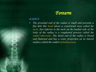 RADIUS
• The proximal end of the radius is small and presents a
flat disk like head above a constricted area called the
neck. Just inferior to the neck on the medial side of the
body of the radius is a roughened process called the
radial tuberosity. The distal end of the radius is broad
and flattened and has a conic projection on its lateral
surface called the radial styloid process.
Forearm
 
