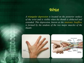 Wrist
A triangular depression is located on the posterior surface
of the wrist and is visible when the thumb is abducted and
extended. This depression, known as the anatomic Snuffbox
is formed by the tendons of the two major muscles of the
thumb.
 