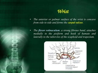 Wrist
• The anterior or palmar surface of the wrist is concave
from side to side and forms the carpal sulcus.
• The flexor retinaculum. a strong fibrous band, attaches
medially to the pisiform and hook of hamate and
laterally to the tubercles of the scaphoid and trapezium.
 