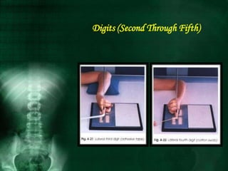 Digits (Second Through Fifth)
 