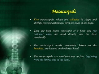 Metacarpals
• Five metacarpals. which are cylindric in shape and
slightly concave anteriorly, form the palm of the hand.
• They are long bones consisting of a body and two
articular ends, the head distally and the base
proximally.
• The metacarpal heads, commonly known as the
knuckles. are located on the dorsal hand.
• The metacarpals are numbered one to five, beginning
from the lateral side of the hand.
 