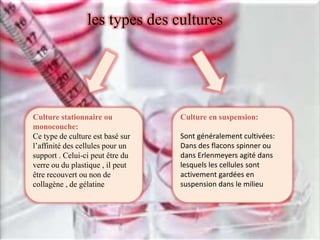 les types des cultures
Culture stationnaire ou
monocouche:
Ce type de culture est basé sur
l’affinité des cellules pour un...