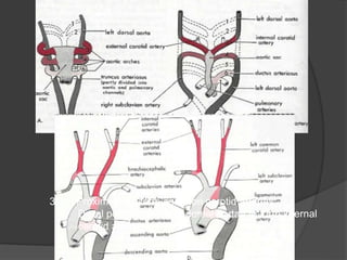 3rd - Proximal part form common carotid arteries;
Distal portion joins with dorsal aortae to form internal
carotid arteries
 