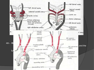 4th - Right: proximal portion of right subclavian artery.
Distal portion of the subclavian forms from right distal dorsal aorta and the
seventh intersegmental artery
Left: forms mid part of the arch of the aorta.
Proximal develops from aortic sac.
Distal part forms from left dorsal aorta.
 