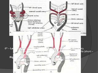 6th – Left: Proximal part persists as proximal part of left pulmonary artery.
Distal part passes from left pulmonary artery to the dorsal aorta (shunt –
ductus arteriosus)
Right: Proximal portion persists as the
proximal portion of the right pulmonary
artery. Distal portion degenerates.
 