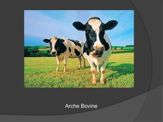 Arche Bovine
 