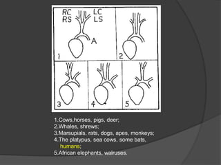 1.Cows,horses, pigs, deer;
2.Whales, shrews;
3.Marsupials, rats, dogs, apes, monkeys;
4.The platypus, sea cows, some bats,
humans;
5.African elephants, walruses.
 