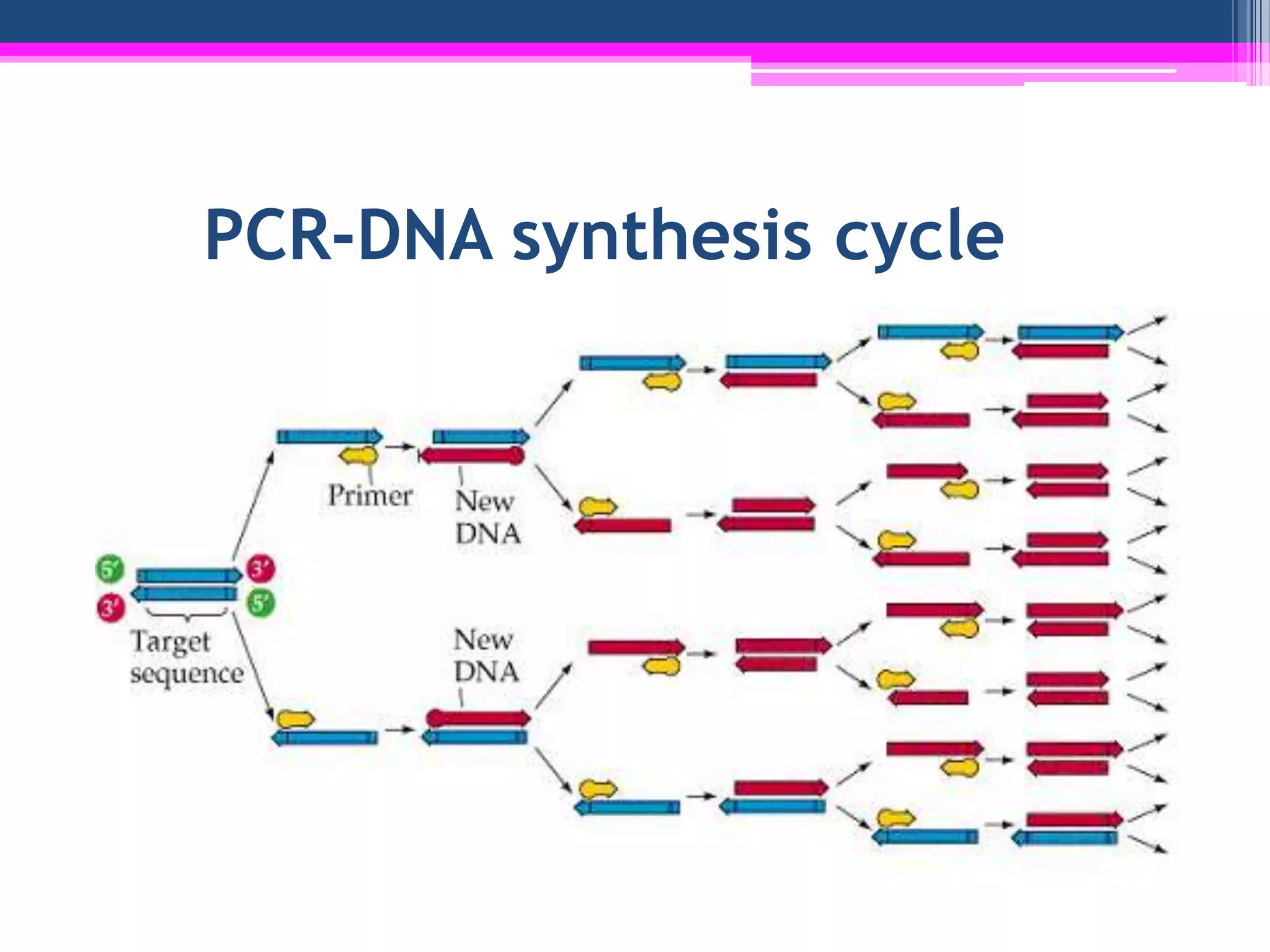 PCR-DNA synthesis cycle
 